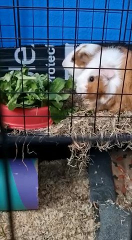 Two 2 Year Old Male Guinea Pigs Comes With Everything in Luton