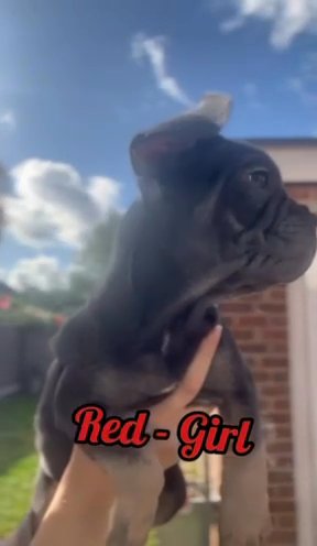 KC Registered - French Bulldog Puppies in Nottingham