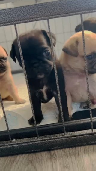 Pugs Ready October ? in Nottingham