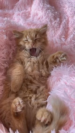 beautiful siberian mixed breed boy for sale in East Northamptonshire