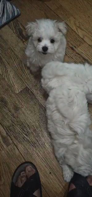maltese puppies for sale in London