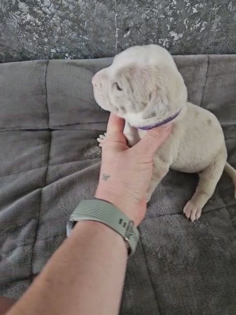 American bully in Birmingham