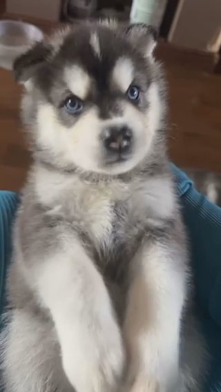 Husky Puppies For Sale in Birmingham