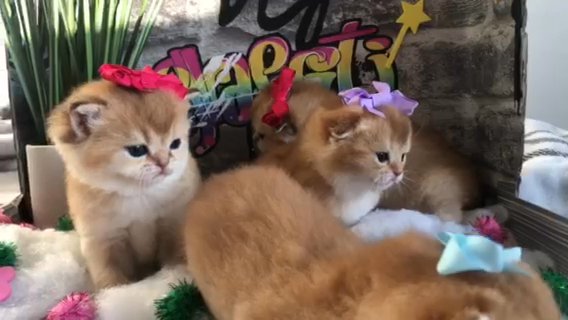 Beautiful Scotish Kittens in Gravesham