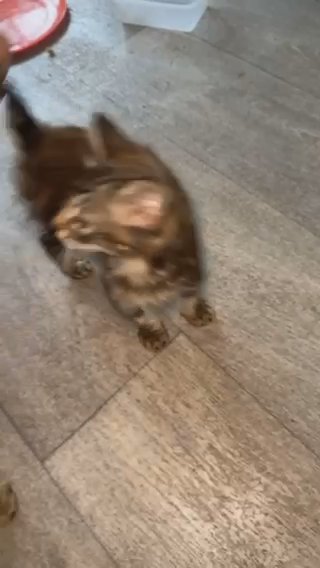 3 Amazing Kittens Left in London