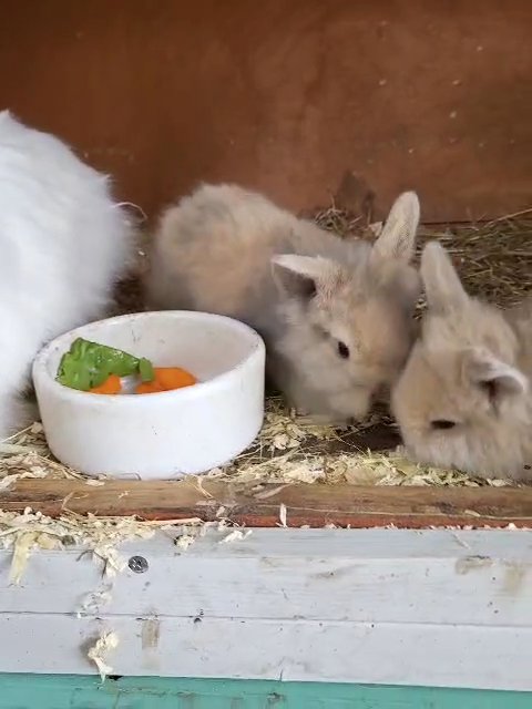 Lionhead Lops for Sale in Birmingham
