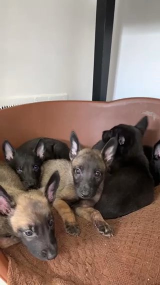 Belgian Mali Pups in London
