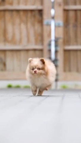 Lilac Merle Tiny Pom in London