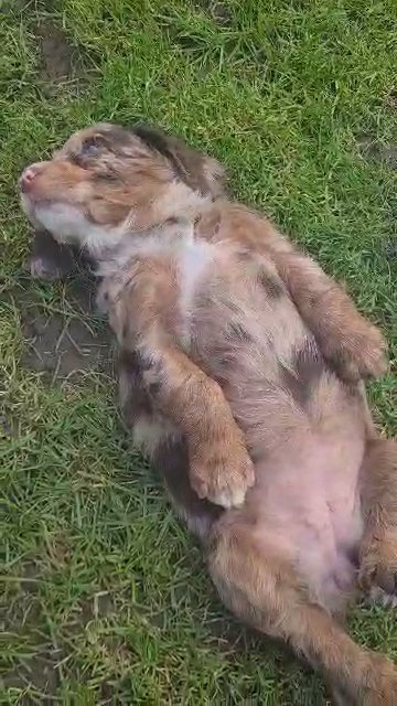 cockapoo puppies ready next week in Wirral