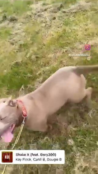 Pocket Bully For Sale in London