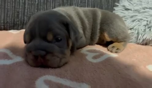 Male Blue English Bulldog in Derby