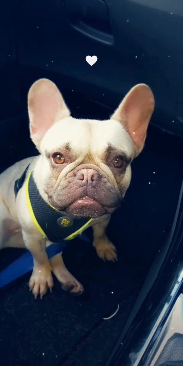 French bulldog ♀️ in Birmingham