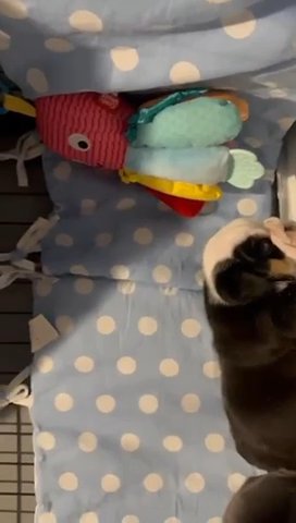 Black Tri English Bulldog Male in Derby