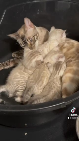 TICA Registered Snow lynx Bengals in London