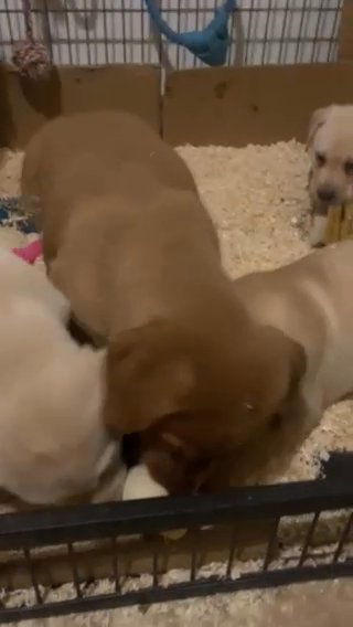 Labrador Retriever in Blackburn