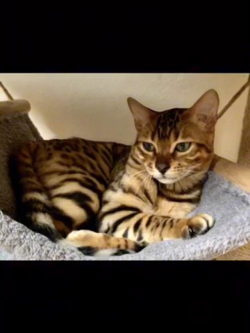 ?URGENT PEDIGREE 5Th Gen Boy Ready To Hi Go? in Birmingham