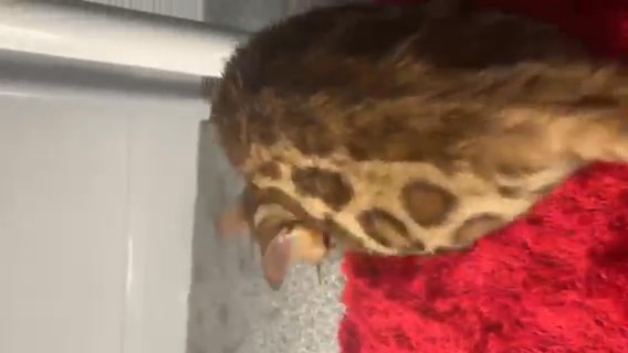 ?Tica Active Striking Bengals Ready To Go Weekend Offer? in Birmingham