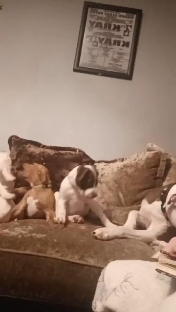 American bully puppies looking for there forever homes in Rochdale