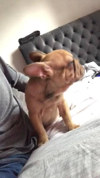 Bigrope French Bulldog in Liverpool
