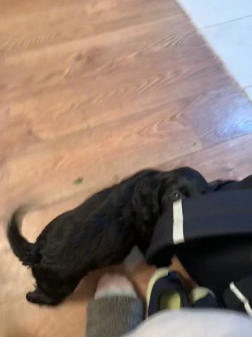 Cocker Spaniel Pups Ready For New Home Reduced in Salford
