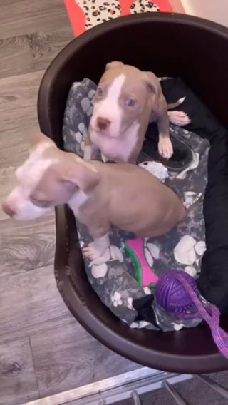 Bully Puppy in Dudley