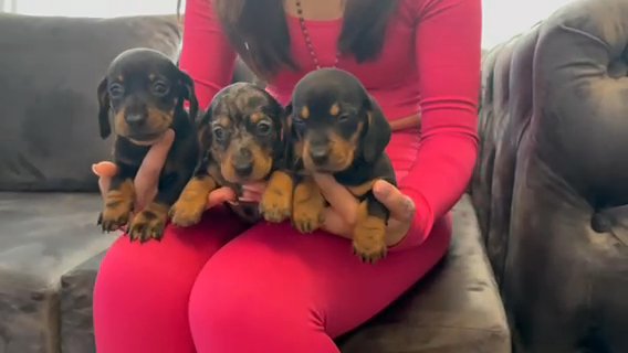 Beautiful Miniature Dachshund in Manchester