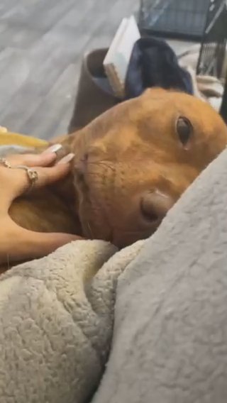 Lurcher Dog One year Old Microchipped in Bristol