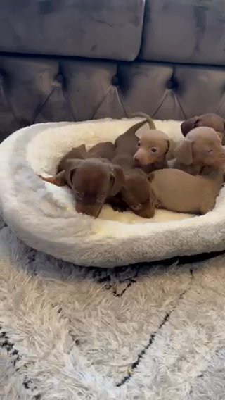 Miniature Dachshund in Manchester