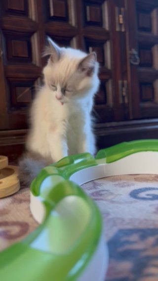 Top Quality European Line Ragdoll.  Last Girl Available in London