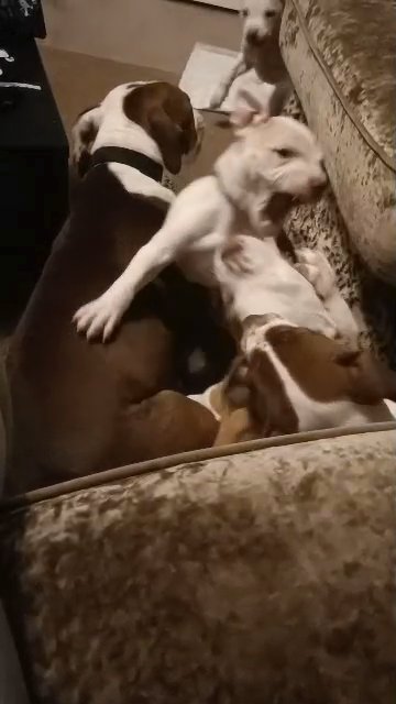 male American bully in Rochdale