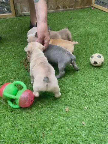French Bulldog in Fenland
