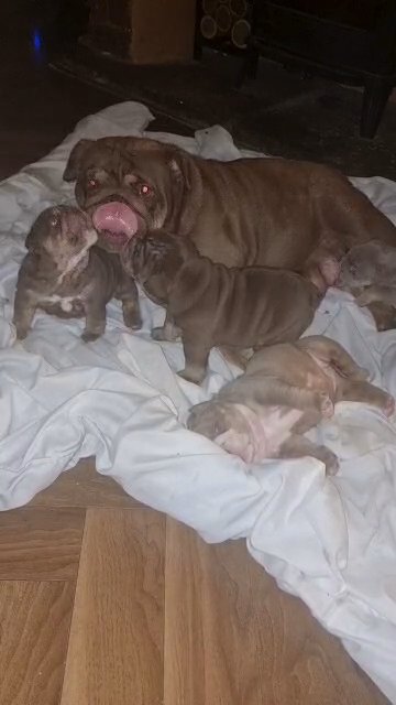 50 Cal sired English bulldogs in Leeds