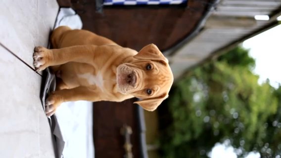 Red Female Looking For Her Forever Home ??? in Liverpool