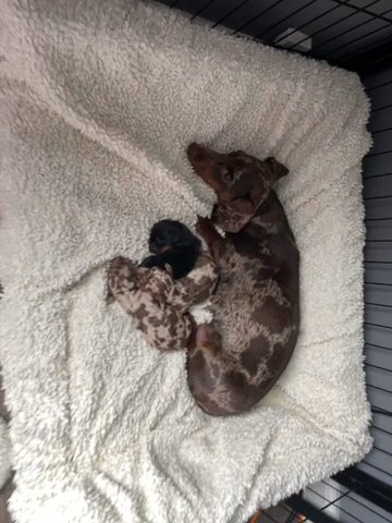 Miniature Dachshund’s KC Registered Champion Bloodline in Glasgow