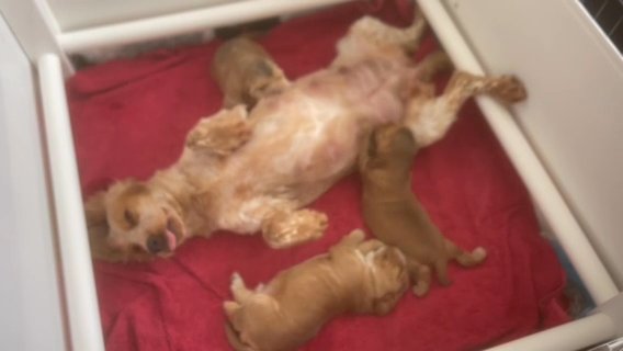 Sable show Cocker Spaniels KC Registered in Hastings