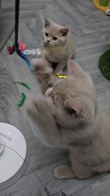 2 British shorthair fawn male kittens in Denbighshire