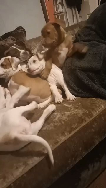 3 males American bully puppies in Rochdale