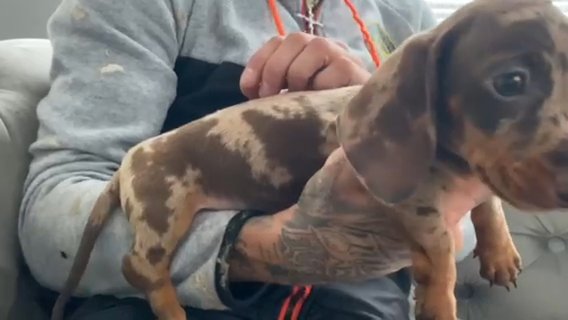 Chocolate Dapple Mini Dachshund in Preston