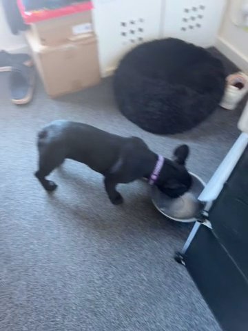 16 Weeks Health Clear Frenchie Female in East Lothian