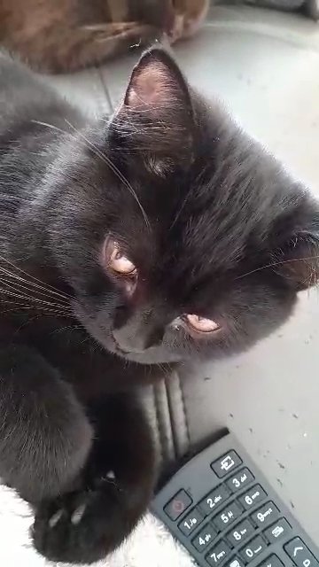 Black Britishshorthair in Folkestone