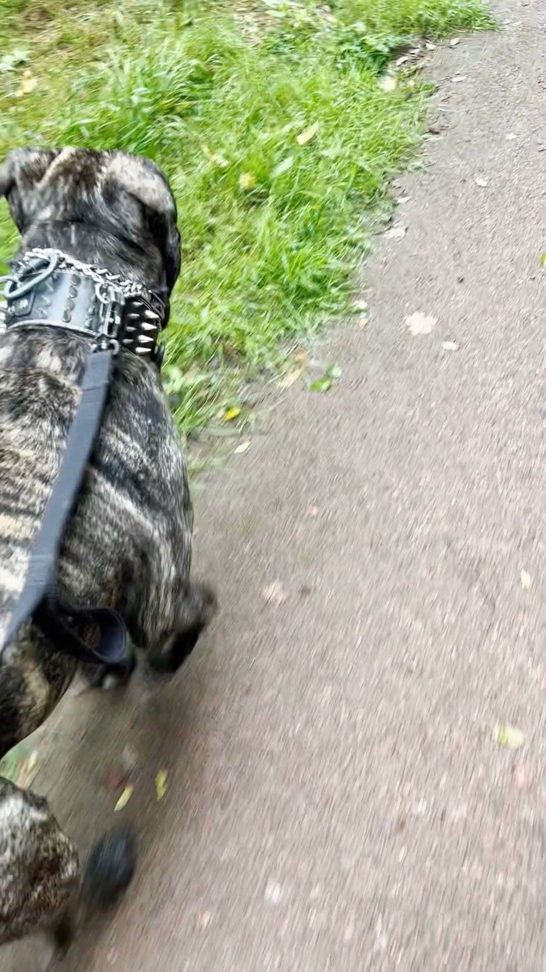 2year old presa canario male £400 in Manchester