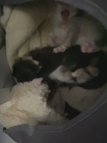 Fluffy Mixed Colour Kittens in South Somerset