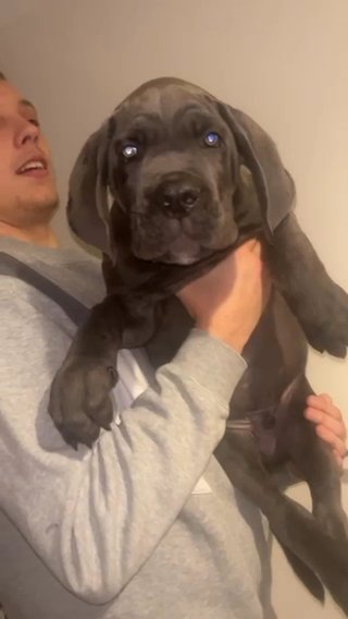 cane Corso Cerberus Champion Bloodline in North Dorset