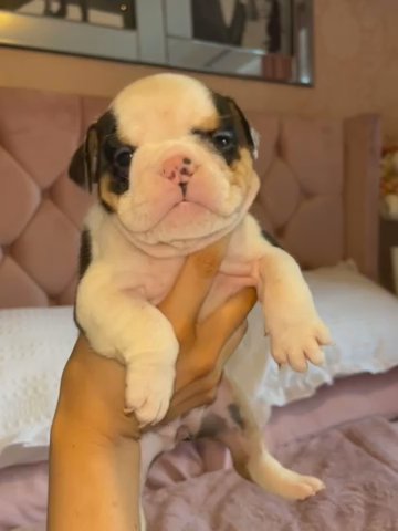 Beautiful English Mini Bulldogs in Harlow