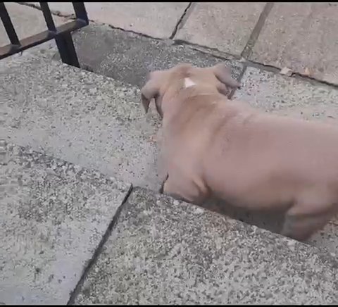 Olde English Bulldog Puppies in Angus