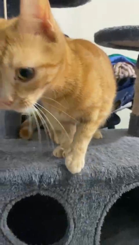 FREE ginger female cat for sale ! in London