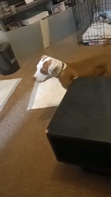 3 males American bully in Rochdale