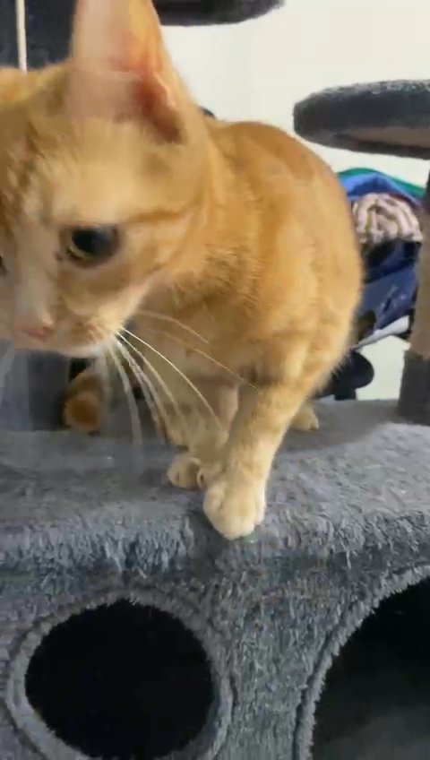 FREE female ginger cat in London