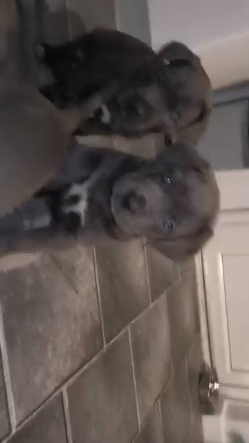 Cane corso puppies in Coventry