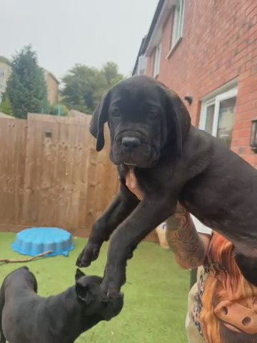 Show Quality Champion Line Cane Corso in Exeter